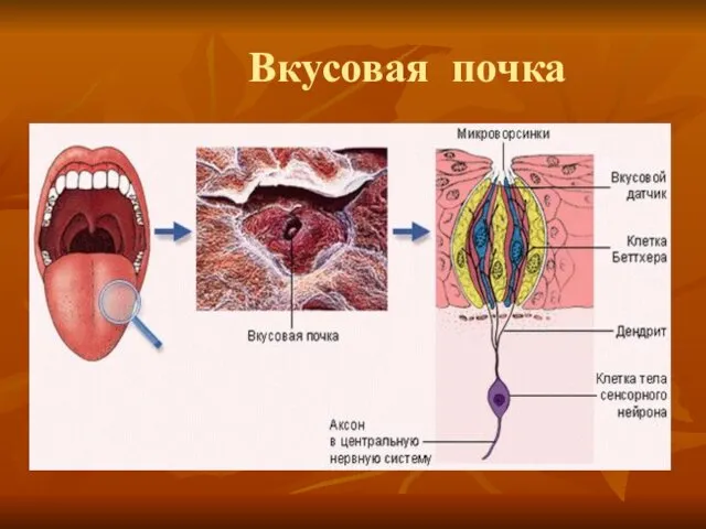 Вкусовая почка