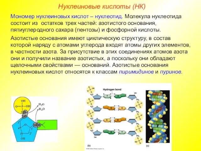 Нуклеиновые кислоты (НК) Мономер нуклеиновых кислот – нуклеотид. Молекула нуклеотида