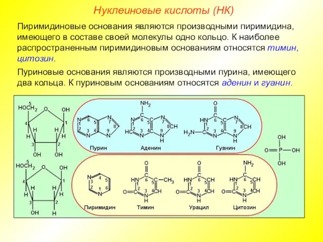 Нуклеиновые кислоты (НК) Пиримидиновые основания являются производными пиримидина, имеющего в