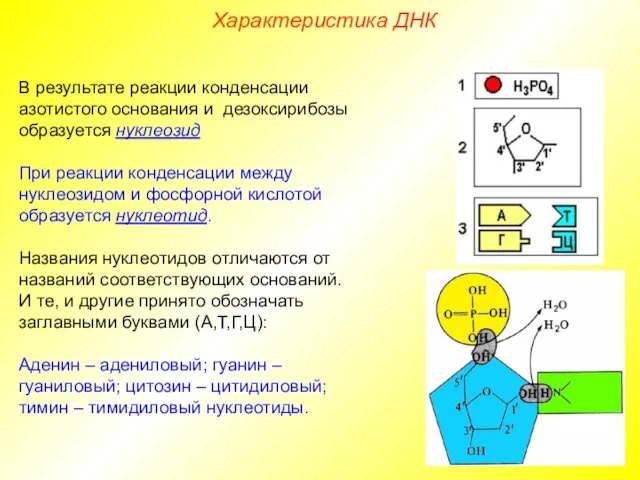 В результате реакции конденсации азотистого основания и дезоксирибозы образуется нуклеозид.