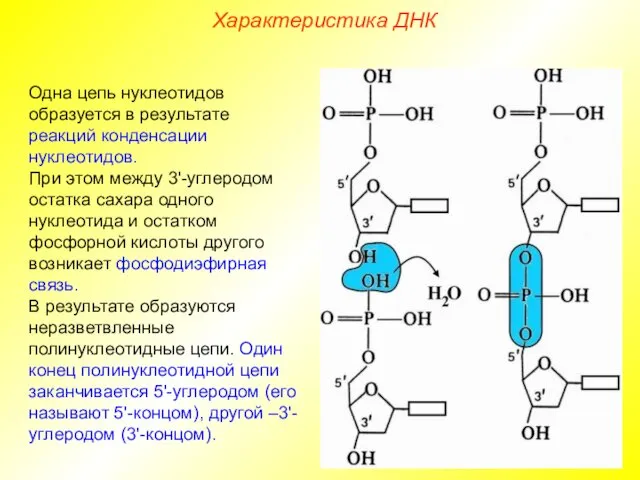 Одна цепь нуклеотидов образуется в результате реакций конденсации нуклеотидов. При