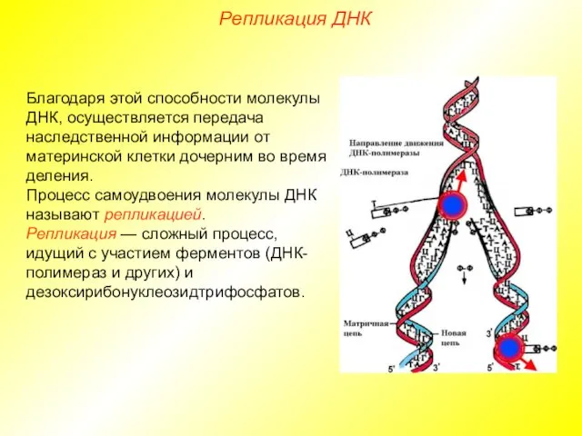 Благодаря этой способности молекулы ДНК, осуществляется передача наследственной информации от