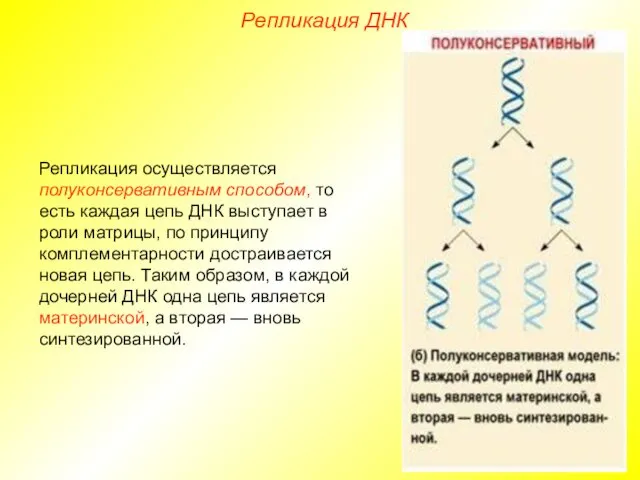 Репликация осуществляется полуконсервативным способом, то есть каждая цепь ДНК выступает