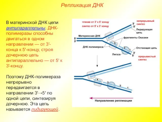 В материнской ДНК цепи антипараллельны. ДНК-полимеразы способны двигаться в одном