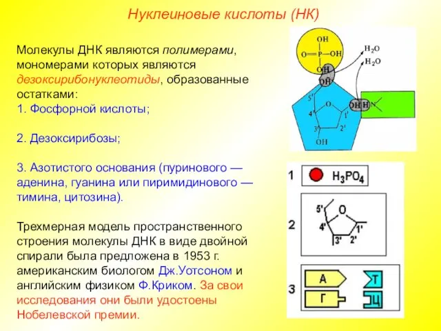 Молекулы ДНК являются полимерами, мономерами которых являются дезоксирибонуклеотиды, образованные остатками: