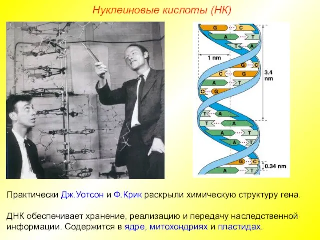 Нуклеиновые кислоты (НК) Практически Дж.Уотсон и Ф.Крик раскрыли химическую структуру