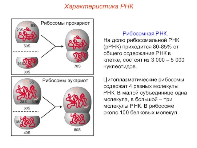 Характеристика РНК Рибосомная РНК. На долю рибосомальной РНК (рРНК) приходится