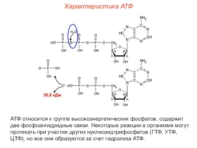 Характеристика АТФ АТФ относится к группе высокоэнергетических фосфатов, содержит две