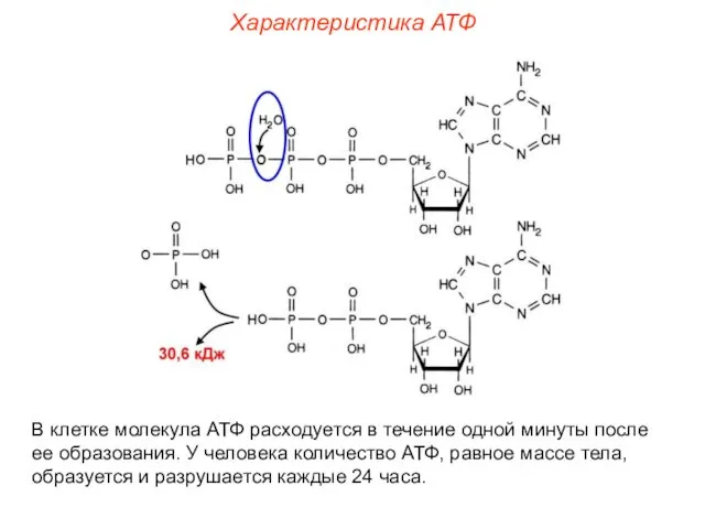 Характеристика АТФ В клетке молекула АТФ расходуется в течение одной