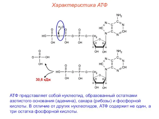 Характеристика АТФ АТФ представляет собой нуклеотид, образованный остатками азотистого основания