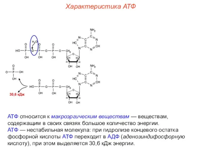 АТФ относится к макроэргическим веществам — веществам, содержащим в своих
