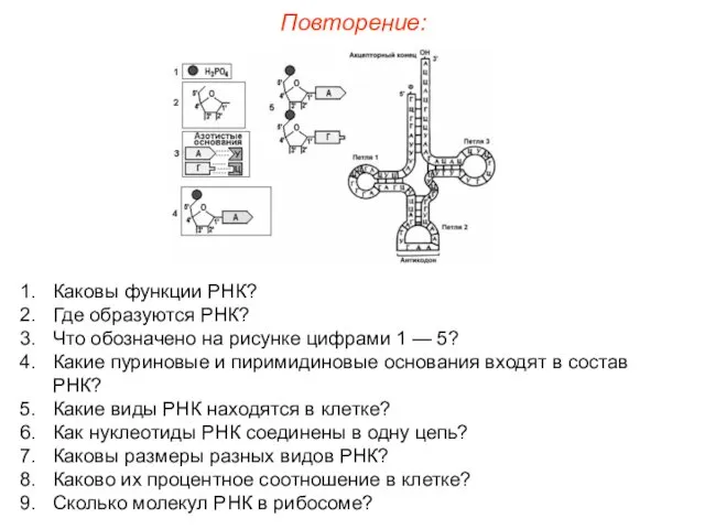 Каковы функции РНК? Где образуются РНК? Что обозначено на рисунке