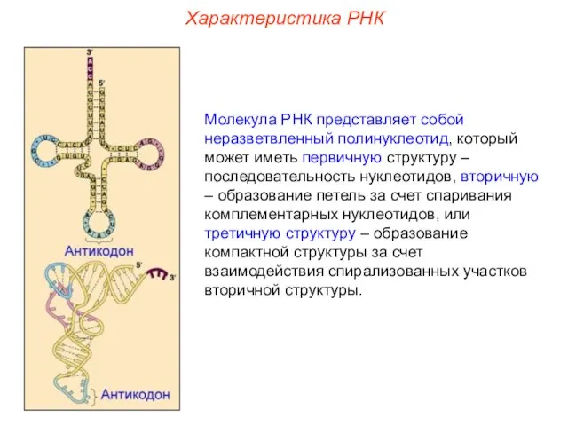 Характеристика РНК Молекула РНК представляет собой неразветвленный полинуклеотид, который может