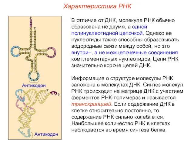 Характеристика РНК В отличие от ДНК, молекула РНК обычно образована