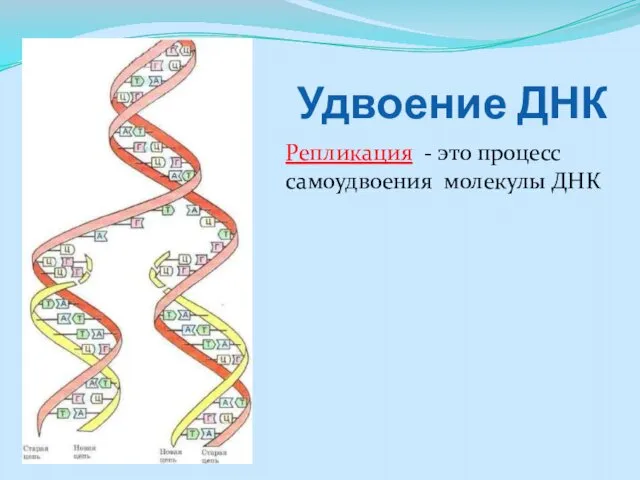 Удвоение ДНК Репликация - это процесс самоудвоения молекулы ДНК