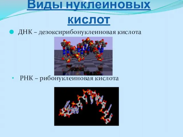 Виды нуклеиновых кислот ДНК – дезоксирибонуклеиновая кислота РНК – рибонуклеиновая кислота