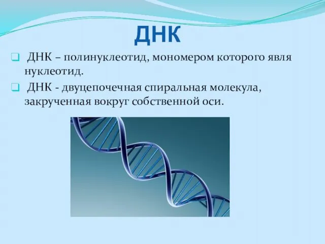 ДНК ДНК – полинуклеотид, мономером которого явля нуклеотид. ДНК -