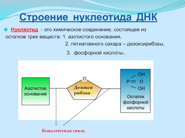 Строение нуклеотида ДНК Нуклеотид - это химическое соединение, состоящее из