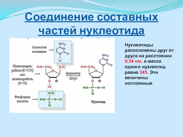 Соединение составных частей нуклеотида Нуклеотиды расположены друг от друга на