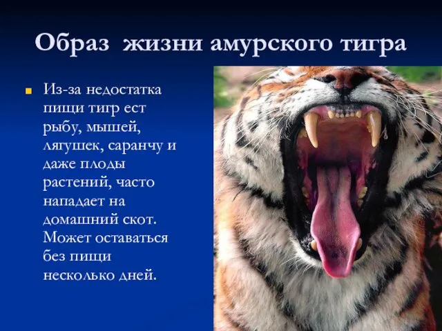 Образ жизни амурского тигра Из-за недостатка пищи тигр ест рыбу,