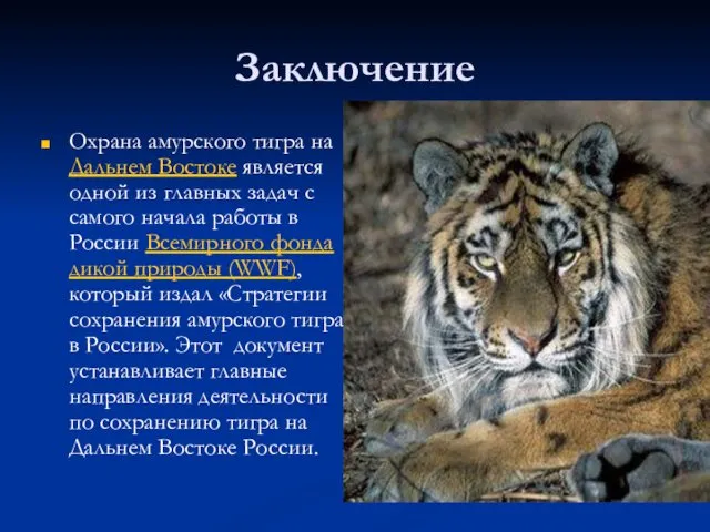 Заключение Охрана амурского тигра на Дальнем Востоке является одной из