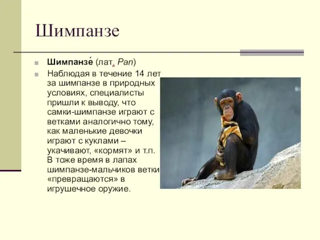 Шимпанзе Шимпанзе́ (лат. Pan) Наблюдая в течение 14 лет за