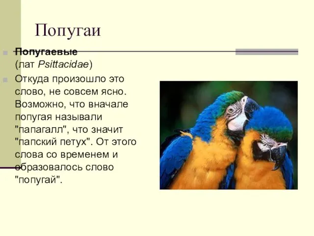 Попугаи Попугаевые (лат Psittacidae) Откуда произошло это слово, не совсем