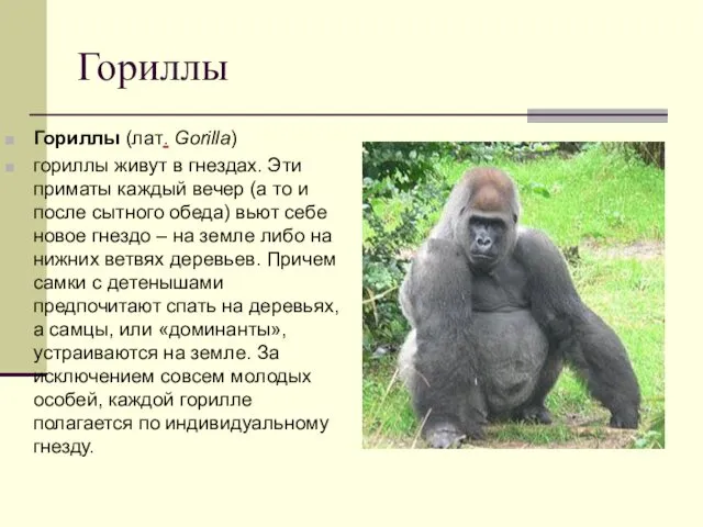 Гориллы Гориллы (лат. Gorilla) гориллы живут в гнездах. Эти приматы