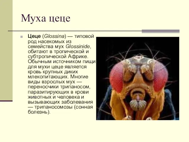 Муха цеце Цеце (Glossina) — типовой род насекомых из семейства