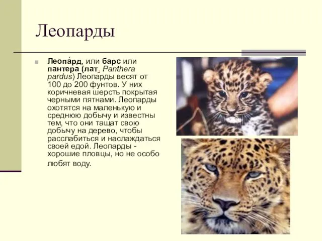 Леопарды Леопа́рд, или барс или пантера (лат. Panthera pardus) Леопарды