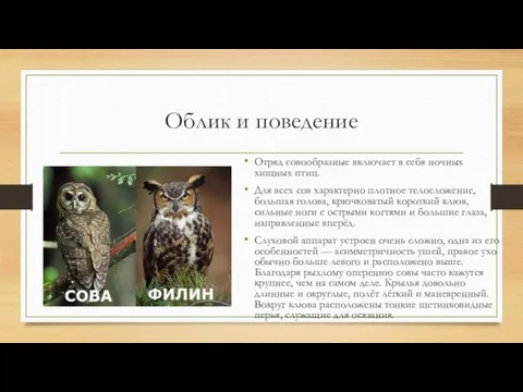 Облик и поведение Отряд совообразные включает в себя ночных хищных