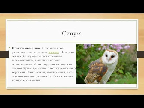 Сипуха Облик и поведение. Небольшая сова размером немного мельче вороны.