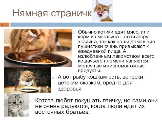 Нямная страничка Обычно котики едят мясо, или корм из магазина