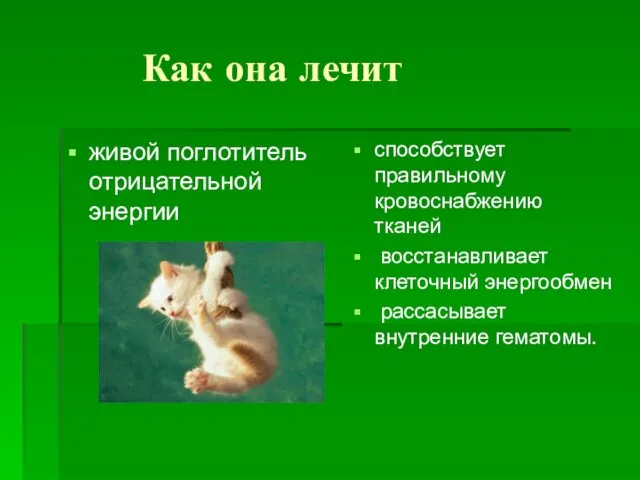 Как она лечит живой поглотитель отрицательной энергии способствует правильному кровоснабжению