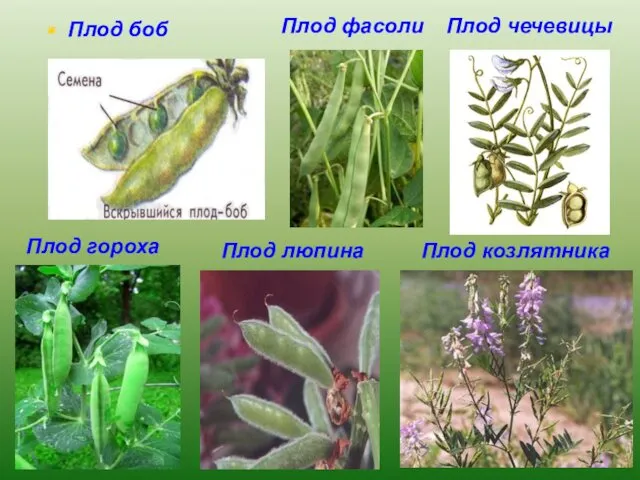 Плод боб Плод гороха Плод фасоли Плод люпина Плод козлятника Плод чечевицы