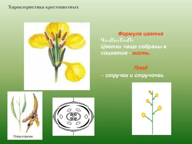 Формула цветка Ч2+2Л2+2Т2+4П1 Цветки чаще собраны в соцветие - кисть.