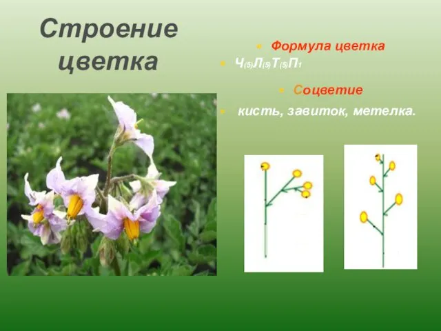 Строение цветка Формула цветка Ч(5)Л(5)Т(5)П1 Соцветие кисть, завиток, метелка.