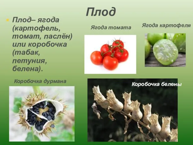 Плод Плод– ягода (картофель, томат, паслён) или коробочка (табак, петуния,