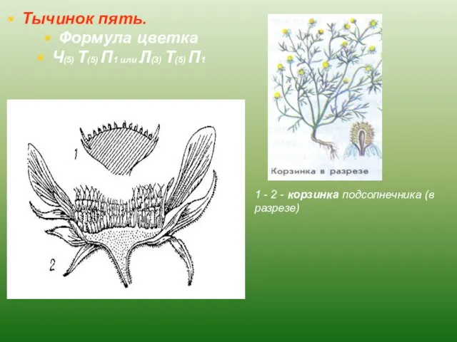 Тычинок пять. Формула цветка Ч(5) Т(5) П1 или Л(3) Т(5)