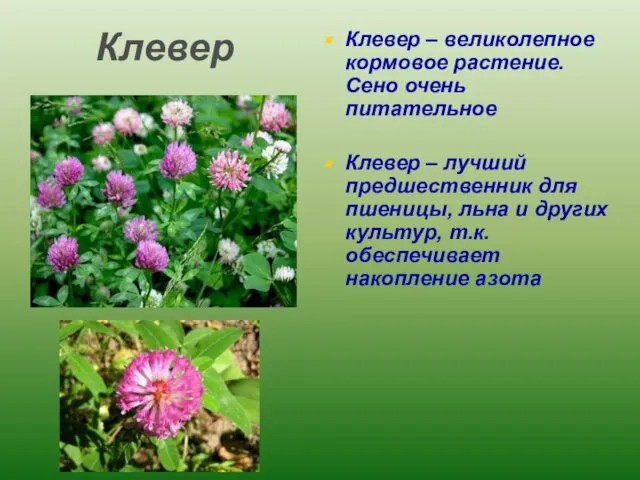 Клевер Клевер – великолепное кормовое растение. Сено очень питательное Клевер