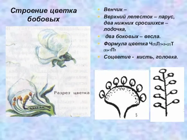 Строение цветка бобовых Венчик – Верхний лепесток – парус, два