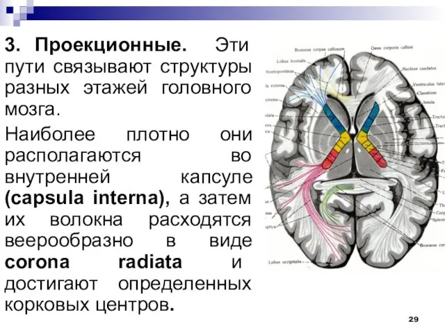 3. Проекционные. Эти пути связывают структуры разных этажей головного мозга.