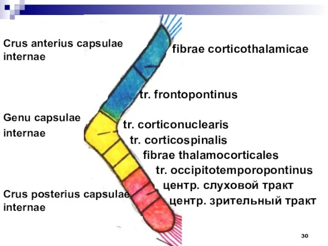 Crus anterius capsulae internae Genu capsulae internae Crus posterius capsulae