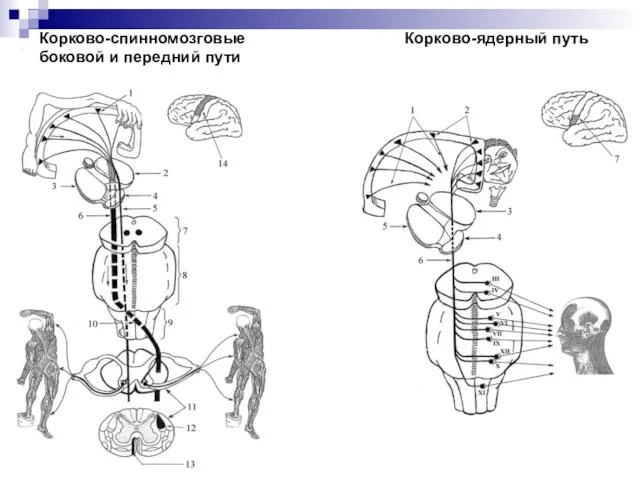 Корково-спинномозговые Корково-ядерный путь боковой и передний пути