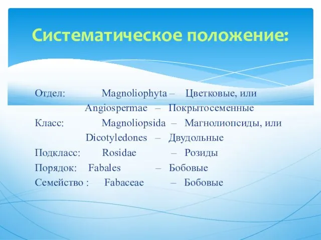 Отдел: Magnoliophyta – Цветковые, или Angiospermae – Покрытосеменные Класс: Magnoliopsida