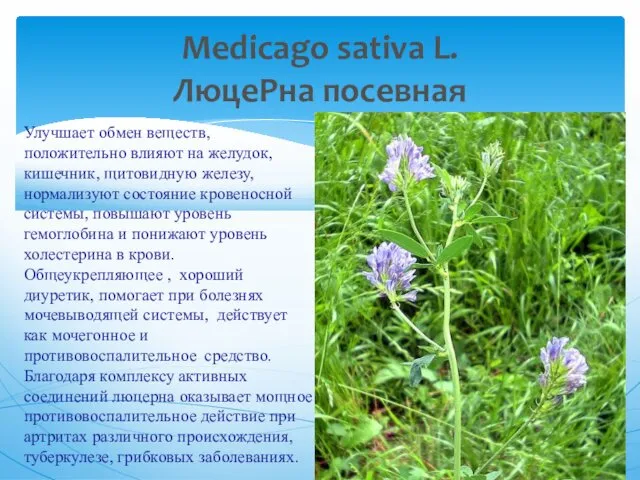 Medicago sativa L. ЛюцеРна посевная Улучшает обмен веществ, положительно влияют