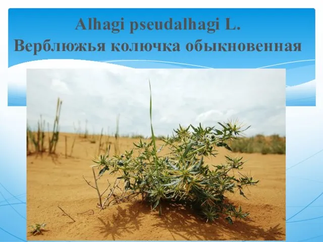 Alhagi pseudalhagi L. Верблюжья колючка обыкновенная