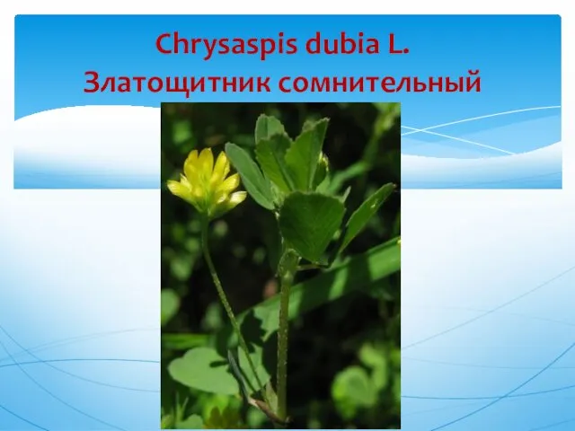 Chrysaspis dubia L. Златощитник сомнительный