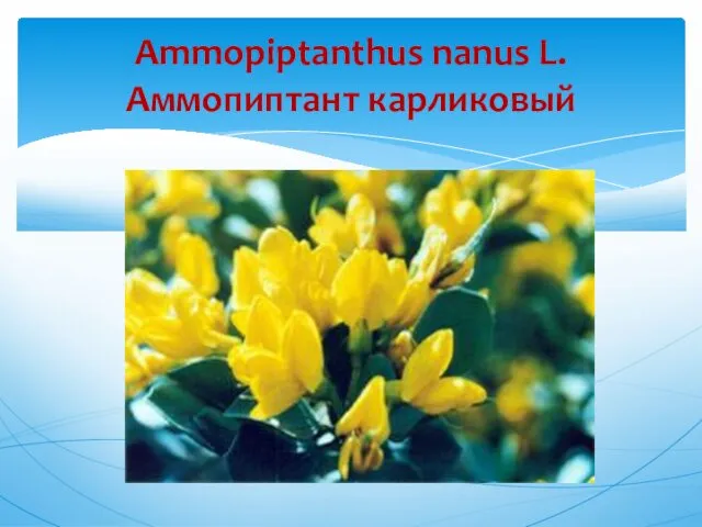 Ammopiptanthus nanus L. Аммопиптант карликовый