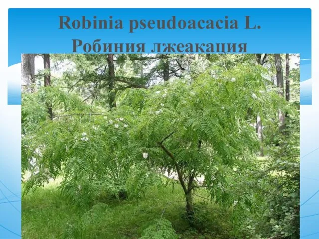 Robinia pseudoacacia L. Робиния лжеакация